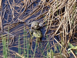 Water frogs mating in a lake, with sound sac.