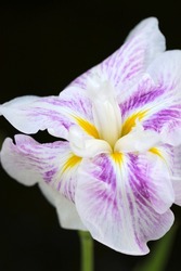 Large white and purple colored flower head of Iris ensata var. ensata (Hanashobu, Iris ensata), close up macro photography.