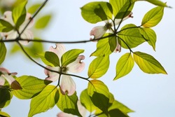 Beautiful scene of translucent dogwood flowers and leaves against a sunny blue sky.
