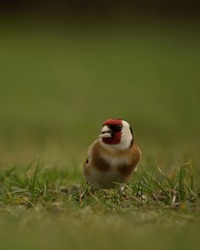 Finch bird photo with smooth green background and moody atmosphere and grass foreground