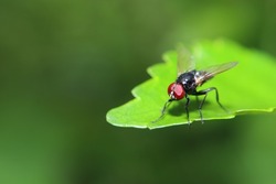 insect fly with red eyes and has thin wings perched on green leaves, this type is often seen flying in the kitchen