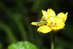 grasshopper, a small insect with antennae and long hind legs and a beautiful blue spine, seen above a blooming yellow flower