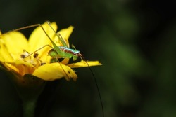 grasshopper, a small insect with antennae and long hind legs and a beautiful blue spine, seen above a blooming yellow flower