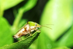Pentatomoidea, a green-backed insect with brown wings, has two antennae on its head that are visible above the leaf surface in tropical forest areas of Indonesia.