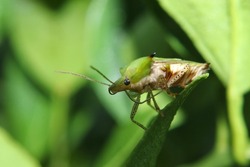 Pentatomoidea, a green-backed insect with brown wings, has two antennae on its head that are visible above the leaf surface in tropical forest areas of Indonesia.