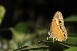 insect, a small butterfly perched on a leaf, with yellowish wings with a black circle pattern on the back of the wings, greenish eyeballs and small antennae on the head,