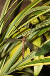 insects, the Tipulidae fly or crane fly, a type of fly with a large body and this species has very long and fragile legs.
