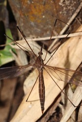 insects, the Tipulidae fly or crane fly, a type of fly with a large body and this species has very long and fragile legs.