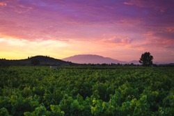 Colorful sunset at vineyard valley. Zakynthos island, Greece