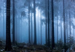 Foggy forest with sunlights in winter