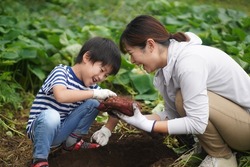 Parents and children harvesting sweet potatoes 