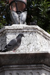Pigeon that rests around a statue