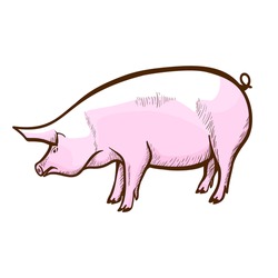 Pig hand drawn icon. Swine, piglet. Hog-raising farm, piggery. Pork production. Domestic, agriculture animal, mammal. Livestock, farmyard. Vector illustration isolated on white background.