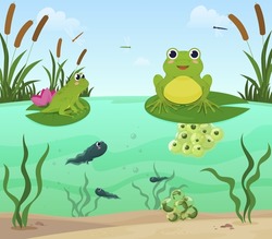 Cartoon frogs sitting on lily leaves at pond nature environment surrounded by reeds vector flat illustration. Biology ecosystem with plant, amphibians, algae, water, tadpoles, eggs. Natural aquatic