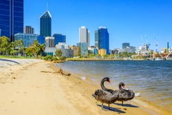 Two Black Swans on the shoreline of Swan River in Perth, Western Australia. Perth city skyline with its modern skyscrapers on background. Sunny day, blue sky.