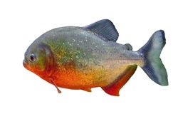 Closeup of Red-bellied piranha in a fish tank. Pygocentrus nattereri species native to South America, especially in Amazon, Paraguay and Brazil rivers and lakes. Side view isolated on white background