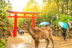 Wild deer in Nara Park at sunset light, Japan. Deer are symbol of Nara's greatest tourist attraction. On background, red Torii gate of Kasuga Taisha Shine one of the most popular temples in Nara City.