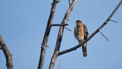 Sharp-shinned Hawk (Accipiter striatus) bird of prey perched on a tree branch at sunset. Canadian wildlife background