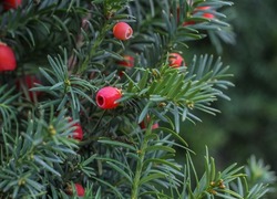 Red Western or Pacific yew berries on green needle-like branches. Beautiful autumn or Christmas natural background