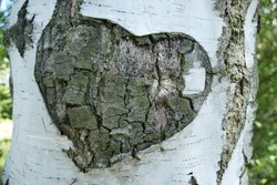Strange signs can be found on forest trees. Nature is always ready to tell or show us something.