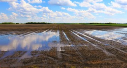 Very wet agriculture clay field with puddles of water due to the rain