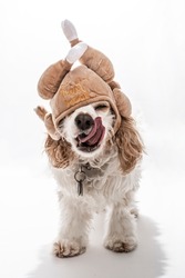 Brown and White Spaniel Puppy Dog with Thanksgiving Turkey Hat looking at camera with tongue out licking face isolated on white background