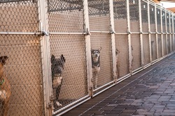 Many Multiple Dogs in Animal Shelter Kennels Cages Overcrowded Rescue Shelter Adoptable Dogs Waiting to be Rescued or Adopted Watching inside Looking at Camera Begging Pleading for Help