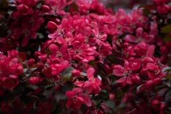 Pink crabapple tree buds and blossoms (Japanese flowering crabapple - Malus floribunda)