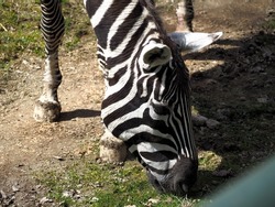 head of a beautifully colored zebra eating grass