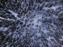 Top-Down Shot above white trees. 