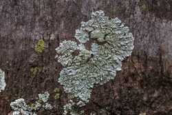 Lichens on coconut trees, fungi. Lichenized fungi. Macro photography. Natural light.

