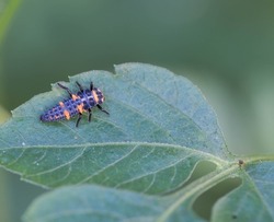 Ladybug larva resting on a leaf. Coccinella septempunctata or Ladybug of the Seven Spots. Natural light and background. Macro photo