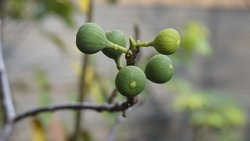 green figs on a tree branch. Figs tree. Isolated figs.