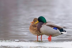 Wild duck pair on ice in winter time (Anas platyrhynchos)