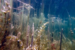 Underwater Freshwater Flora, Underwater Landscape, Underwater Flora