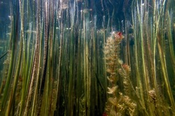 Underwater Freshwater Flora, Underwater Landscape, Underwater Flora