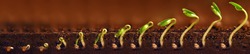 Seedlings growing. Plants grow stages. Seedlings growth periods.