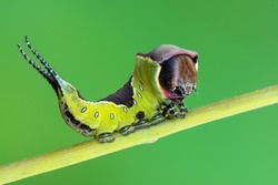 the puss moth - Cerura vinula