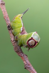 the puss moth - Cerura vinula