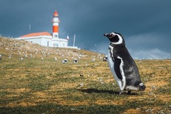 Magellanic penguin on Magdalena Island looking at the lighthouse and surrounded by other penguins