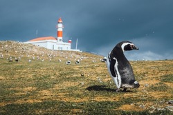 Magellanic penguin on Magdalena Island with the lighthouse and other penguins in the background on a cloudy day