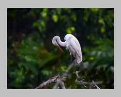 The herons are long-legged, long-necked, freshwater and coastal birds in the family Ardeidae, with 64 recognised species, some of which are referred to as egrets or bitterns rather than herons. 