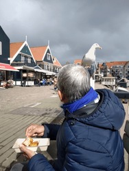 Tourist eating fish at Volendam while being stalked by seagull. Seagull trying to steal food from traveler in the Netherlands, Europe. Selective focus shot