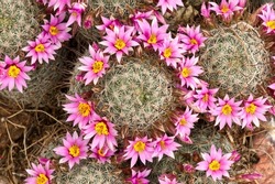 Macro shot of a halo bloom of a Graham's fishhook cactus from SE Arizona