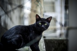 black wild cat
