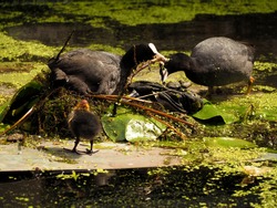 Adult Eurasian Coot and ducklings swimming and feeding on a calm still lake