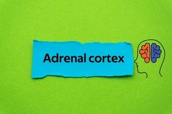 Adrenal cortex.The word is written on a slip of colored paper. Psychological terms, psychologic words, Spiritual terminology. psychiatric research. Mental Health Buzzwords.