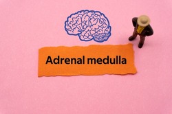 Adrenal medulla.The word is written on a slip of colored paper. Psychological terms, psychologic words, Spiritual terminology. psychiatric research. Mental Health Buzzwords.