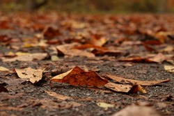 Reddish leaves fallen on the gravel path along the river on a crisp fall morning.