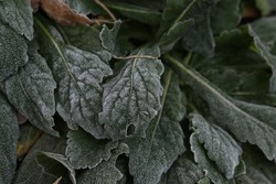 Closeup of some green frosted leaves on a fall morning